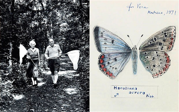 nabokov-butterfly_1920916b